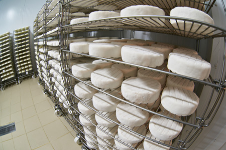 Ripening cheese. Cheese factory warehouse with shelves stacked with cheeseの写真素材