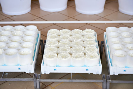 Molds with semifinished for the production of soft cheese