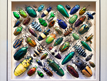 Beautiful collection of beetles in a frameの写真素材