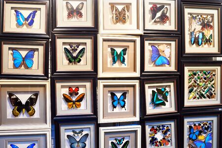 Beautiful collection of butterflies in a frameの写真素材
