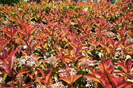 Blooming Red Tip Photinia shrub plantの写真素材