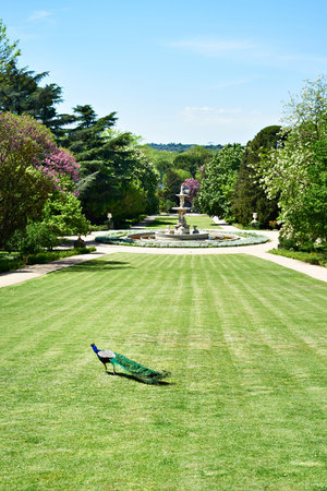 Park with lawn, fountain and peacock in summer dayの写真素材