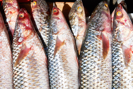 Electric scooters for rent in the parking lot in sunny weatherの写真素材
