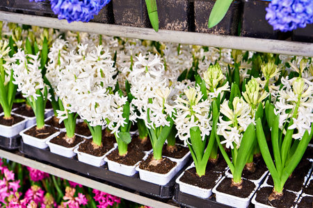 Hyacinths flowers on shelves in the store