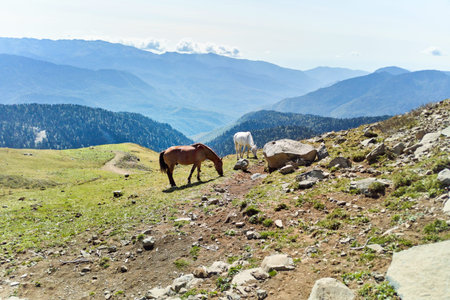 Horses graze in the mountainsの写真素材