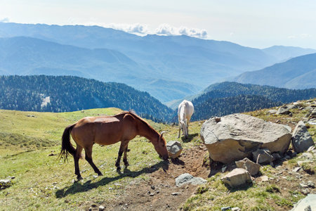 Horses graze in the mountainsの写真素材