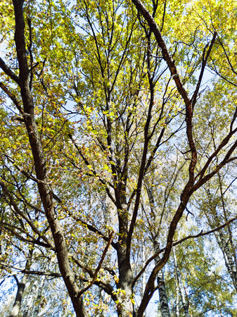 Autumn forest oak trees in sunny weather