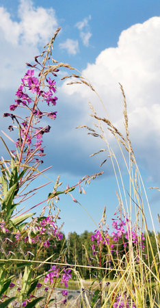 Wildflowers and plants on nature sky backgroundの写真素材
