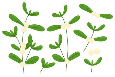 Mistletoe floral set. Green Branches and white berries for greeting cards, invitations, posters, banners. Vector Seasonal Botanical Decoration, Template for postcards isolated on white background.のイラスト素材