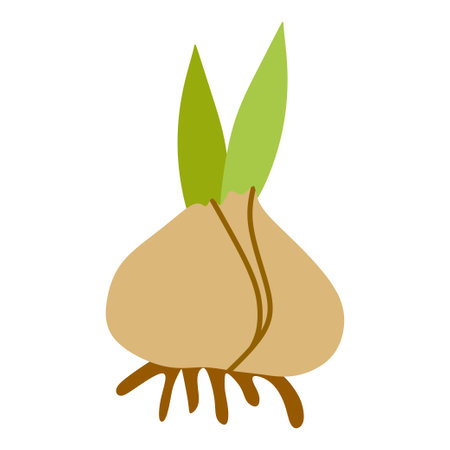 Flower bulbs Vector Flat illustration isolated on White. Cartoon Botany Spring Design Element with Green Leaves. Nature concept, Young Onion. Graphic Art, Growing or Cooking. For Card, Sticker, Posterのイラスト素材