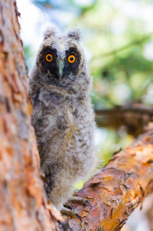 Owlet on the tree in the forestの写真素材