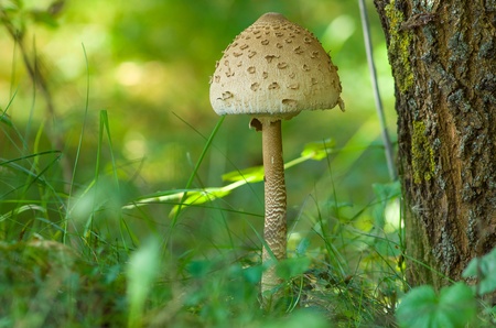 Toadstool  mushroom  on forest floor near the treeの写真素材