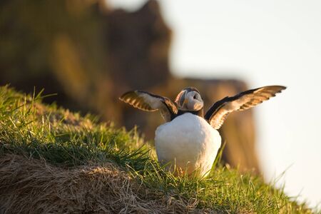 A species of the alcids family.の写真素材