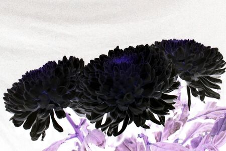 chrysanthemum closeup in studio on a white backgroundの写真素材