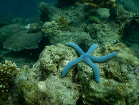 Starfish on the coral reef of the Red Sea, Egypt.