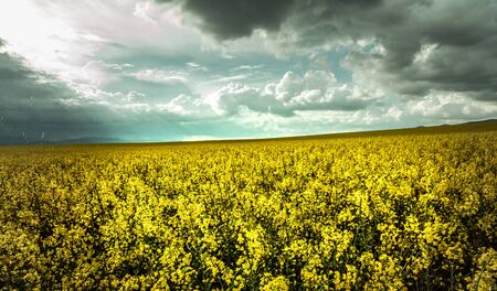Dark clouds and rapeseed fields - Falling rain and sunbeams. Spring arable fields.の写真素材