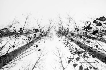 Trees to the skyの写真素材