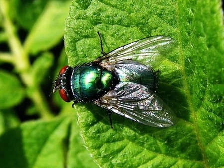 Fly