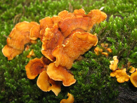 Mushroomsの写真素材