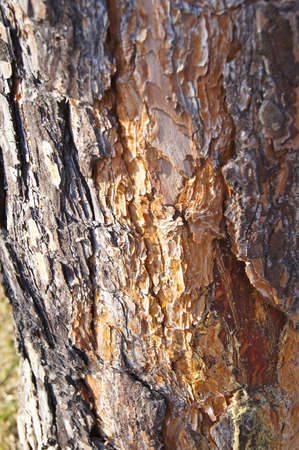 Background. The bark of old tree