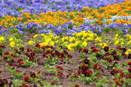 City bed with violetsの写真素材