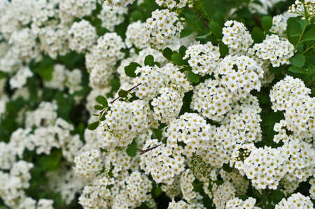 Rich colours of spring flowering