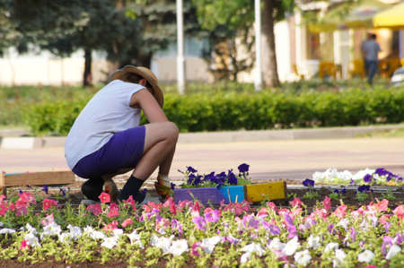 Workers put flowers on a city bedの写真素材