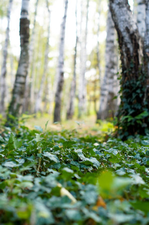 Ancient arboretum on the northwest Caucasusの写真素材