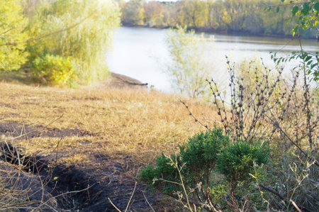 Ancient arboretum on the northwest Caucasusの写真素材