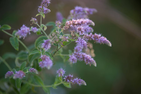 Young beautiful girl on a walk in the countryの写真素材