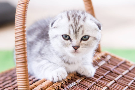 Charming little kitten Scottish Foldの写真素材