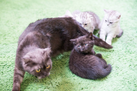 Charming little kitten Scottish Foldの写真素材