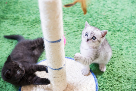 Charming little kitten Scottish Foldの写真素材