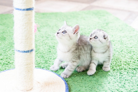 Charming little kitten Scottish Foldの写真素材