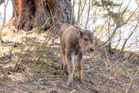 The Caucasian bison - an animal from a red bookの写真素材