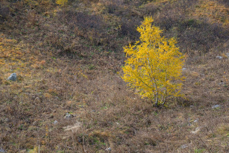 Golden autumn in the mountains of Adygeaの写真素材