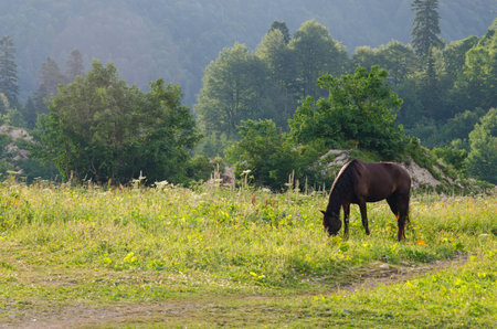 Majestic mountain landscapes of the Caucasian reserveの写真素材