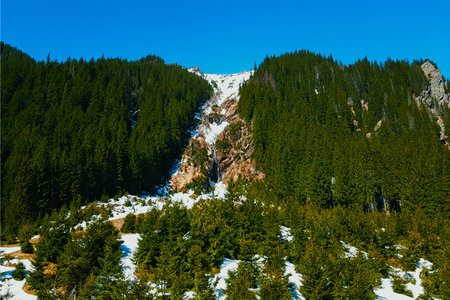 Forestの写真素材