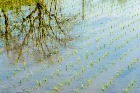 Trees, clouds and the blue sky reflected in a field of newly planted rice plants.の写真素材