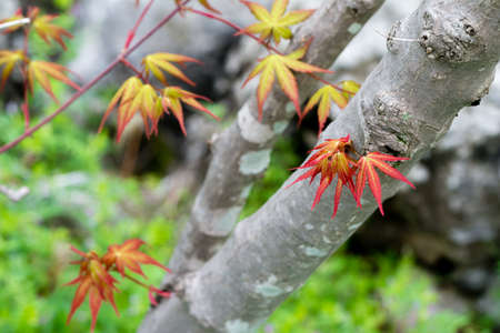 New leaves and branches on a Japanese Maple tree.の写真素材