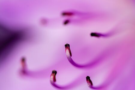 Close Up Pink Flowerの写真素材