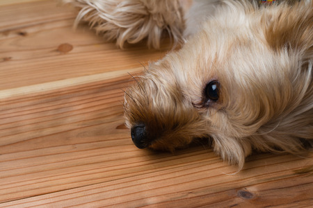 A cute Yorkshire terrier relaxing in his bed.の写真素材