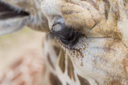 A close up of a giraffe's eye and eyelashes.の写真素材