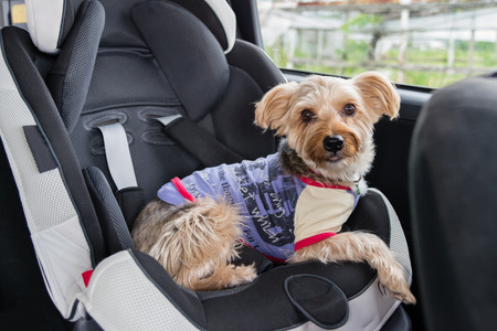 A Yorkshire Terrier wearing a purple shirt and colorful collar sitting in a child