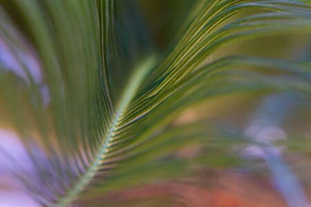A close up blur of palm branch curving through the frame.の写真素材