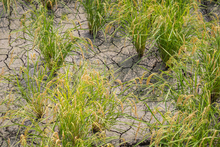 Mature rice plants growing in dry cracked dirt.の写真素材
