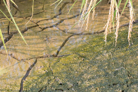 Dirt with moss that has cracked from dryness covered in a thin layer of water with rice plants hanging over the top of the frame.の写真素材