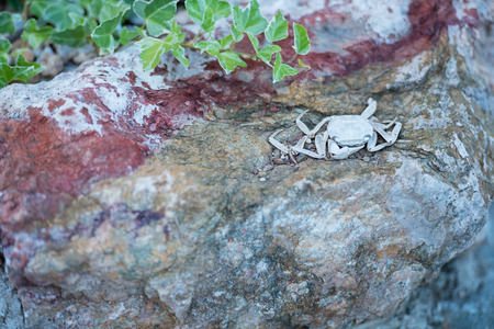 The shell of a crab which has dried and turned white in the sun on a rock with ivy.の写真素材