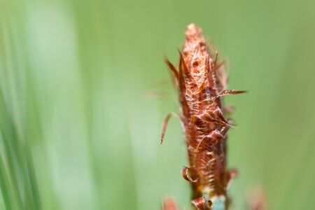 A macro shot of a small budding pine cone on a pine tree.の写真素材