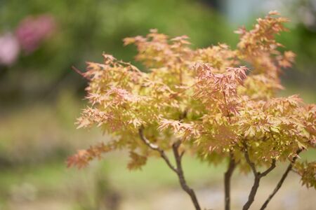 A red and orange Japanese maple tree shot using a shallow depth of field for an artistic effect with a green blurred background.の写真素材